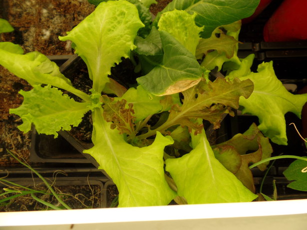 Lettuce Plants