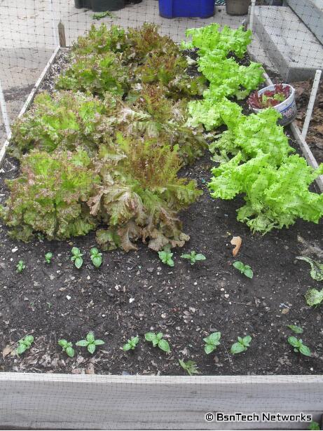 Lettuce Plants