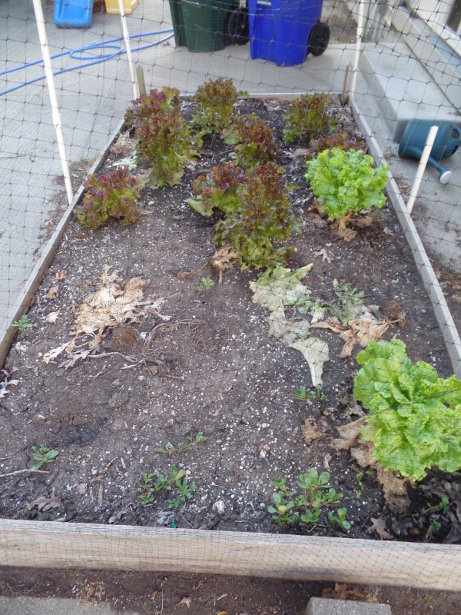 Lettuce Garden