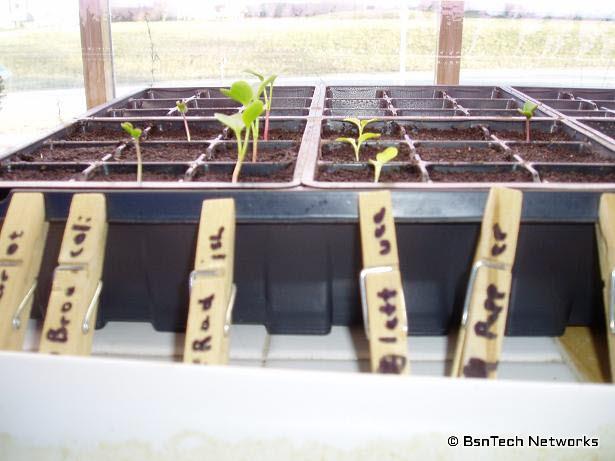 New Seedlings 3-15-09
