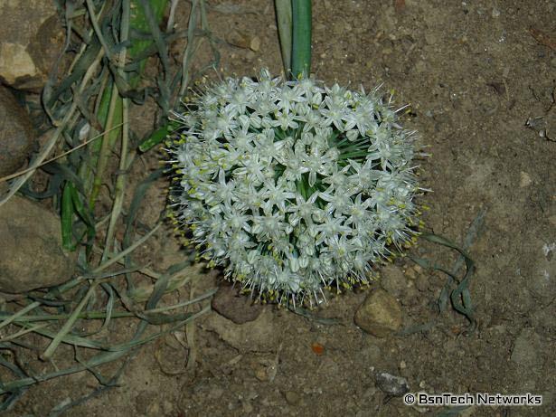 Onion Flower