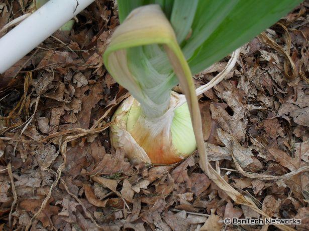 Copra Onion