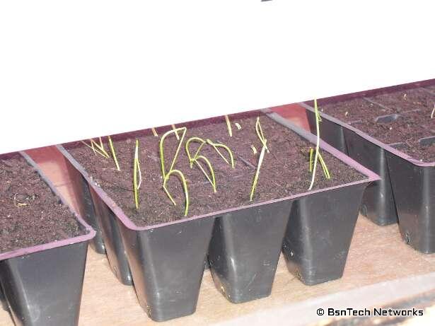 Copra Onion Seedlings