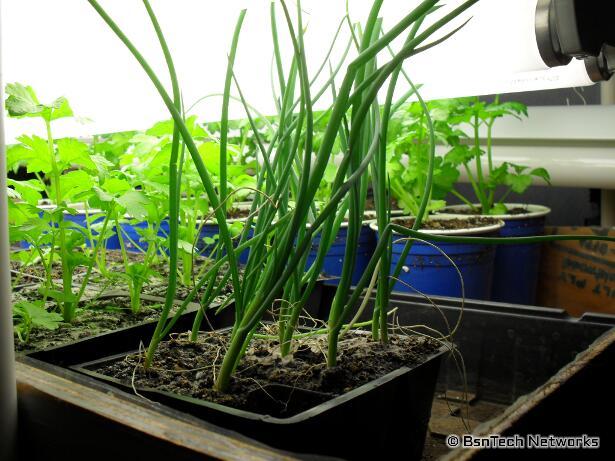 2-Month Old Onion Seedlings