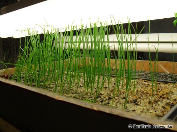 Copra Onion Seedlings