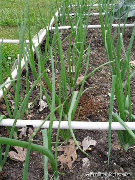 Copra Onion Plants