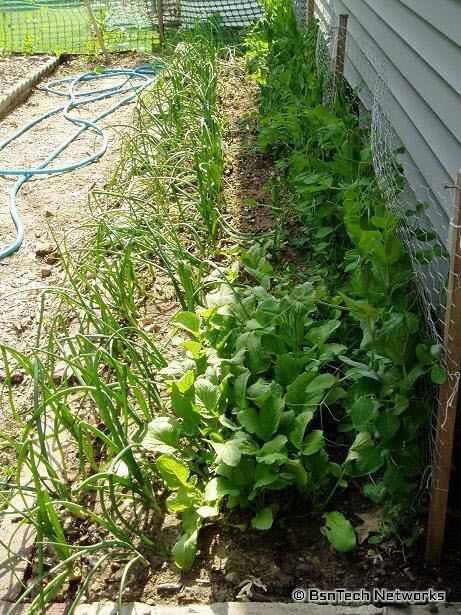 Side Garden