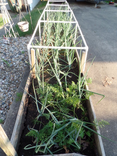 Copra Onions