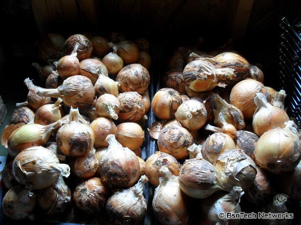 Onions
