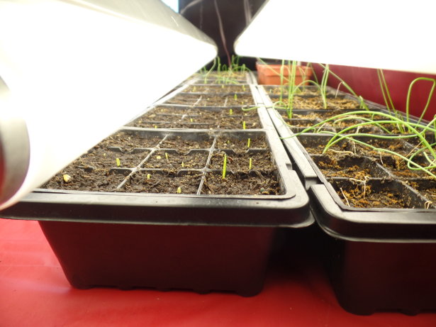 Walla Walla Onion Seedlings