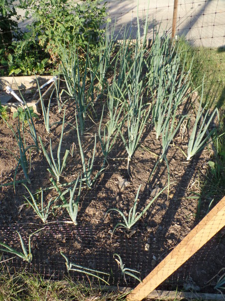 Copra Onions