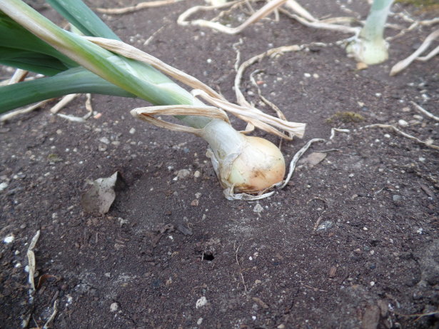 Copra Onion Bulbing