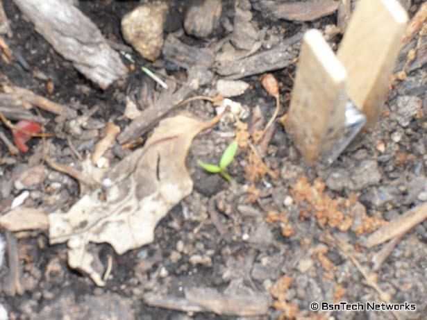 Parsley Seedling