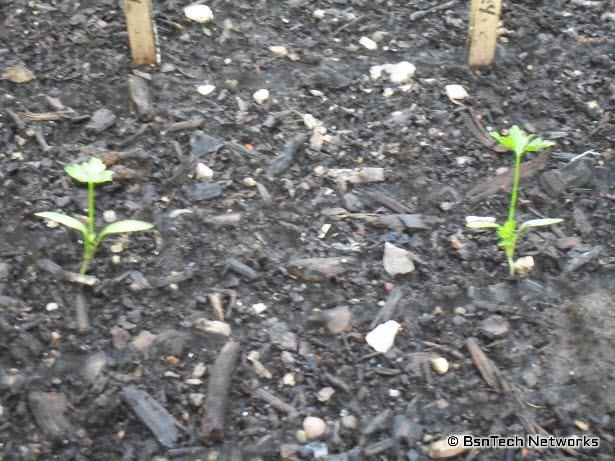 Parsley Seedlings