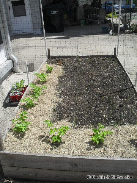 Patio Garden