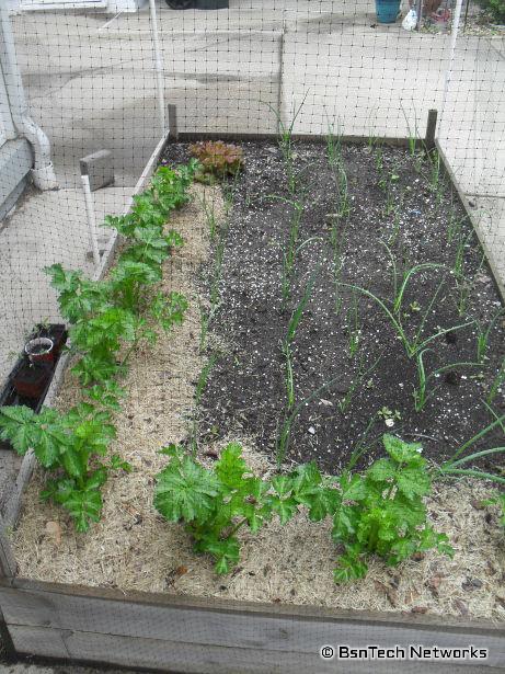 Patio Garden