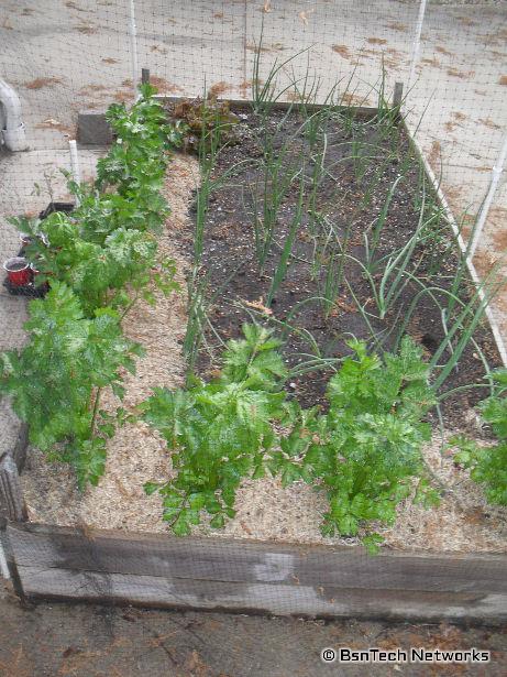 Patio Garden