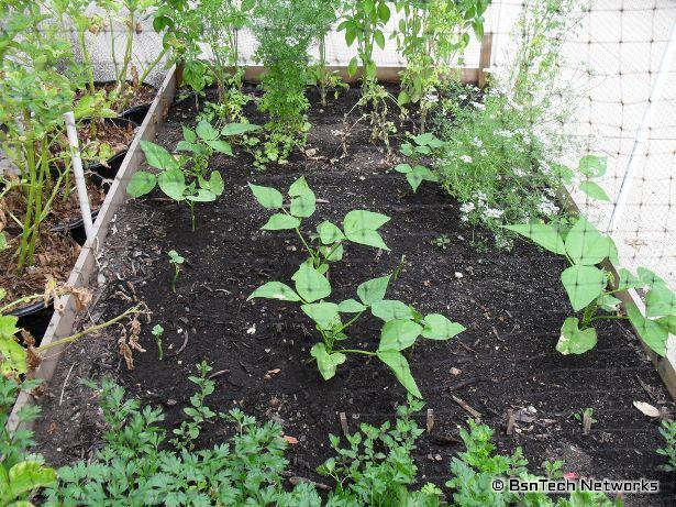 Patio Garden