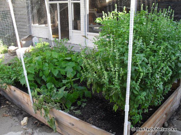 Patio Garden