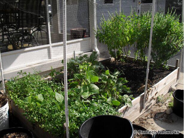 Patio Garden