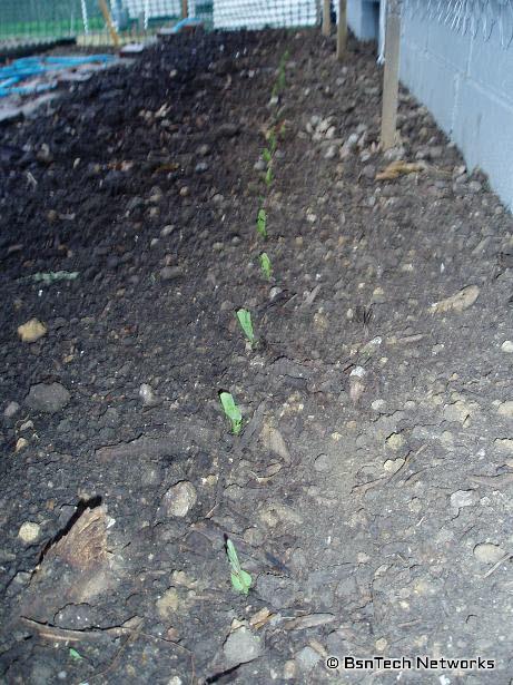 Peas Sprouted