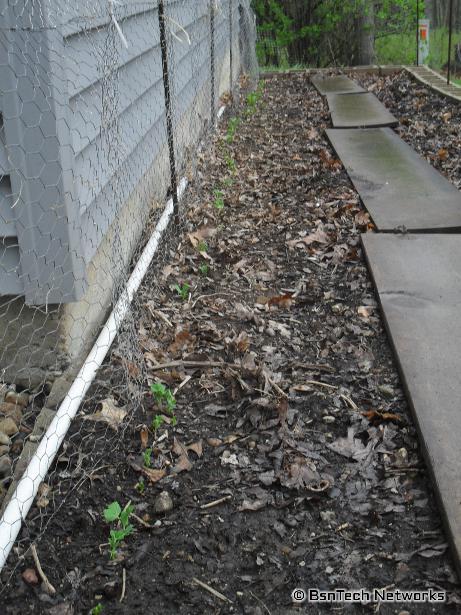 Cascadia Snap Peas