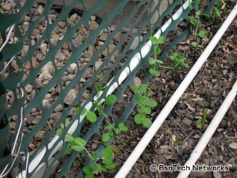 Sugar Snap Peas
