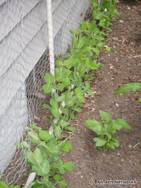 Dwarf Gray Sugar Peas