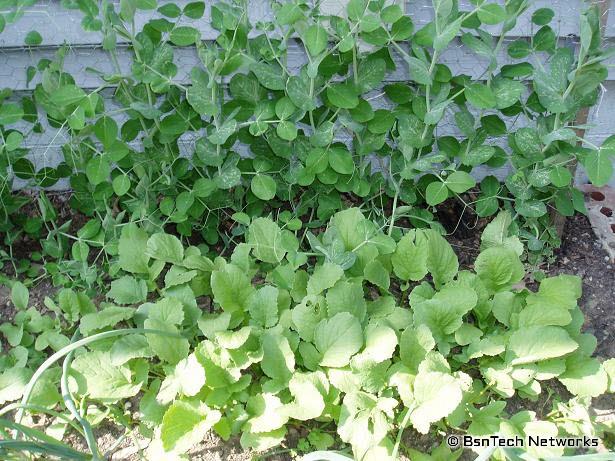 Peas & Radishes