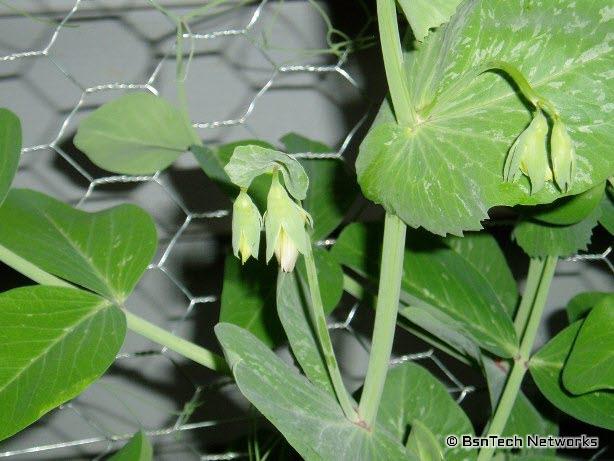 Flowering Peas