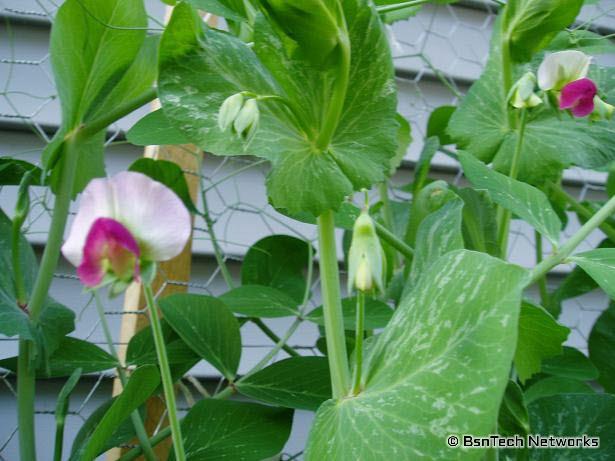Peas Flowering