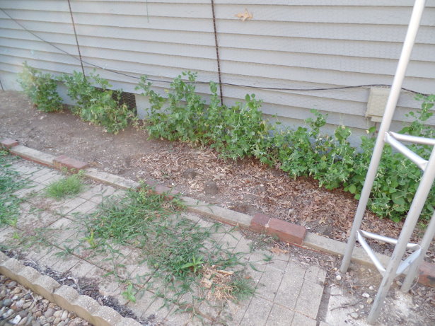 Cascadia Snap Peas