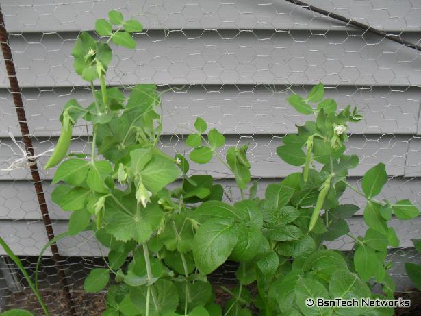 Cascadia Snap Peas