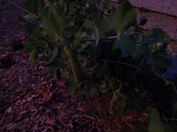 Pea Pods