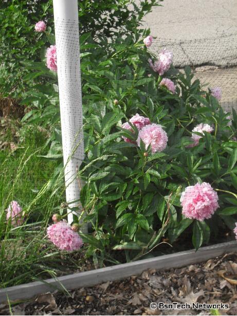 Pink Peonies