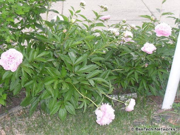 Pink Peonies