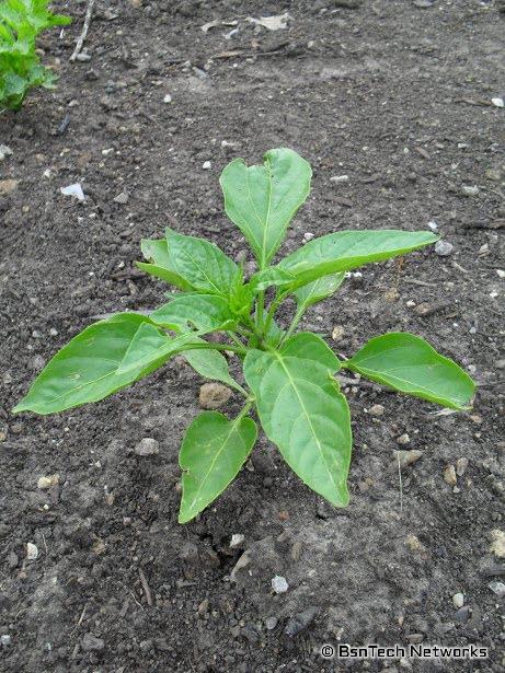 California Wonder Pepper Plant