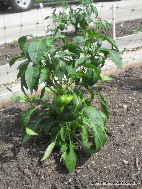 California Wonder Pepper