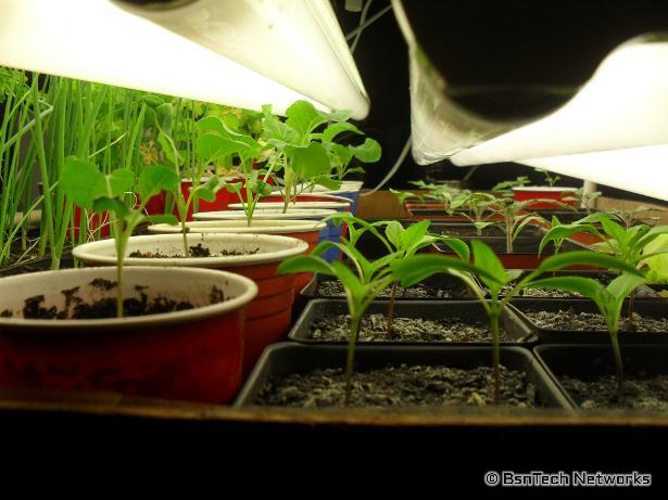 Veggie Seedlings