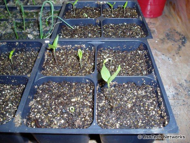 California Wonder Pepper Seedlings