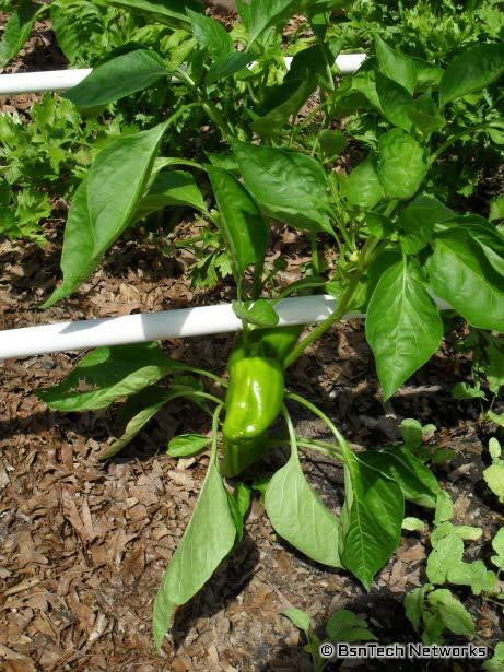 California Wonder Peppers
