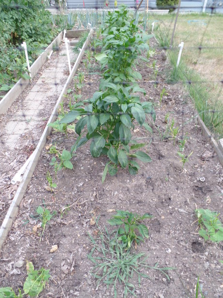 Pepper Plants