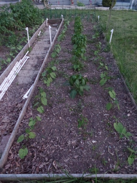 Pepper Plants