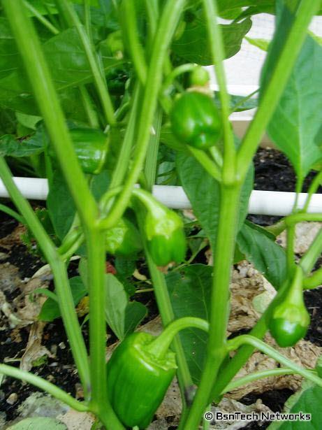 Peppers