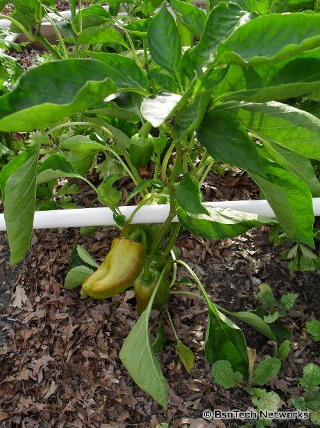 California Wonder Pepper