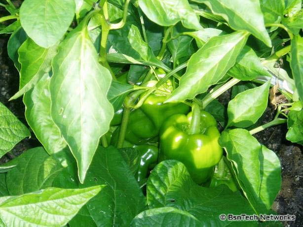Peppers
