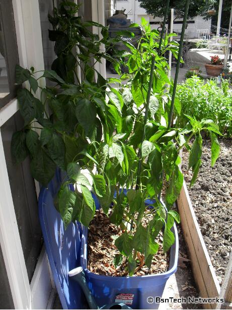 Anaheim Hot Peppers