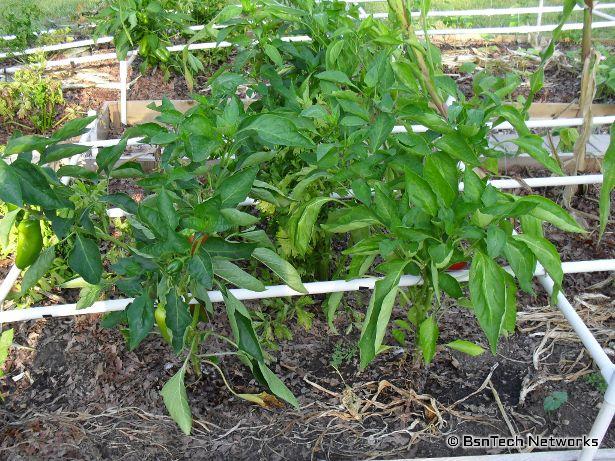 California Wonder Peppers