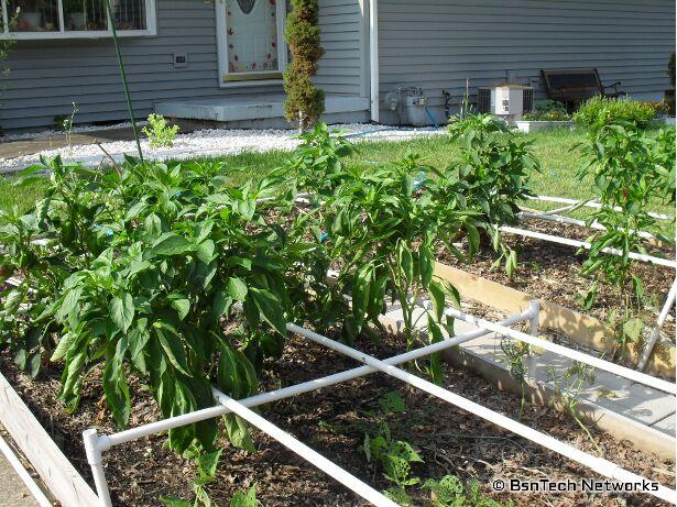 California Wonder Peppers