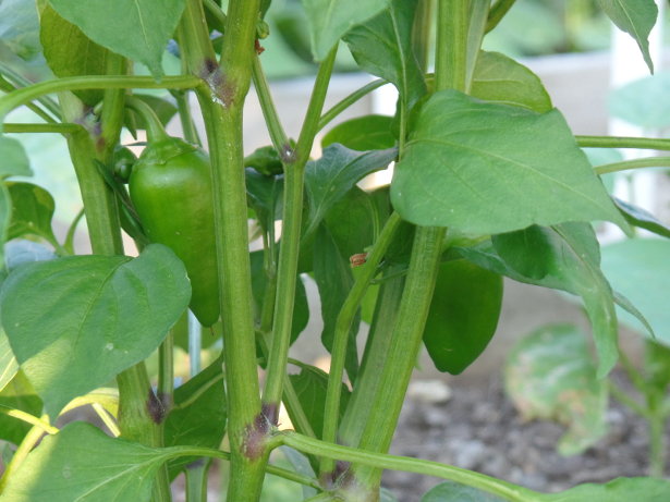 Peppers